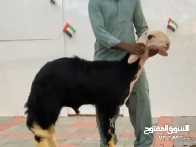 جذع نجدي صنف ومعرف للبيع من سلاله قوية