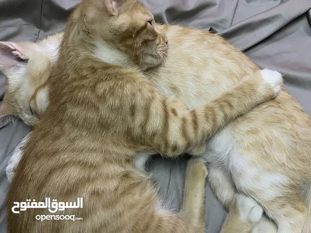 قطط صغيره للتبني