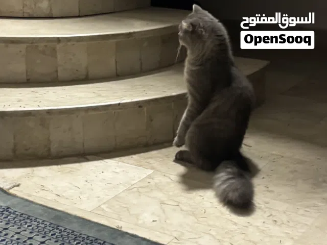 two cats for adoption