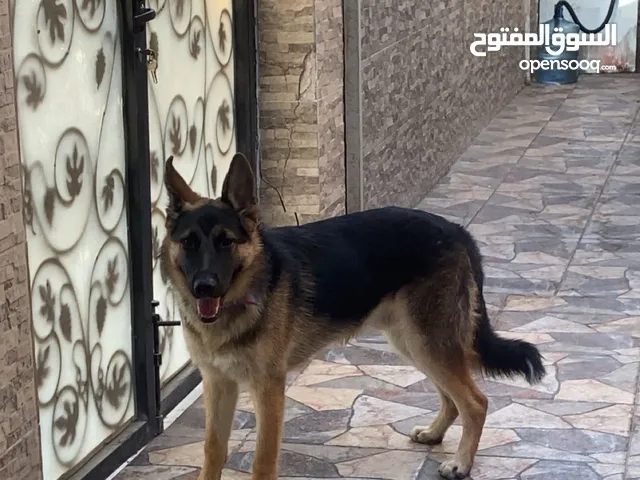 جيرمن شيبرد العمر 11 شهر مستوى جميل و حجم ممتاز