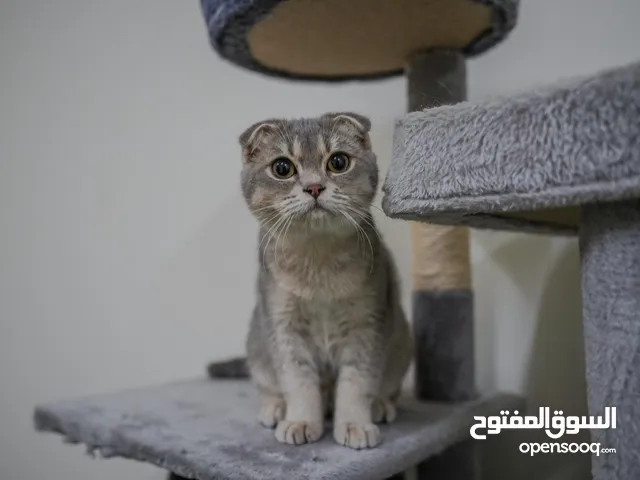 Scottish Fold Kitten