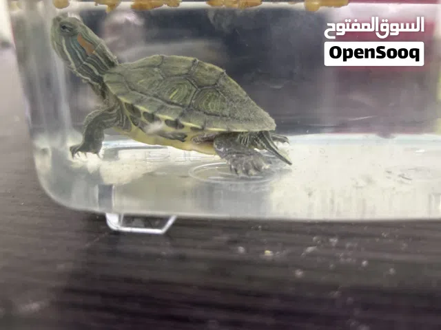 للبيع سلحفاة مع البوكس الي هي فيه و علبة اكل و شوي دود حق البروتين