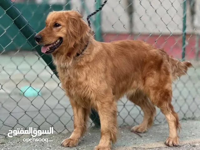 موجود كلب جولدن أنثى للتبني
