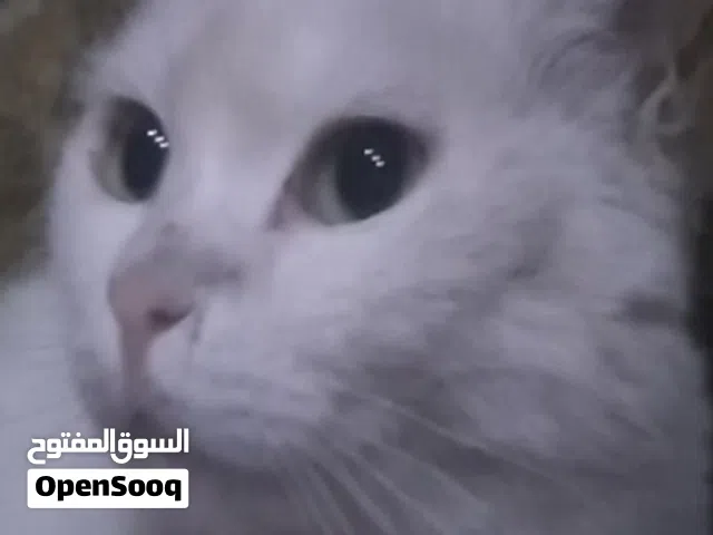 قطة  للبيع
