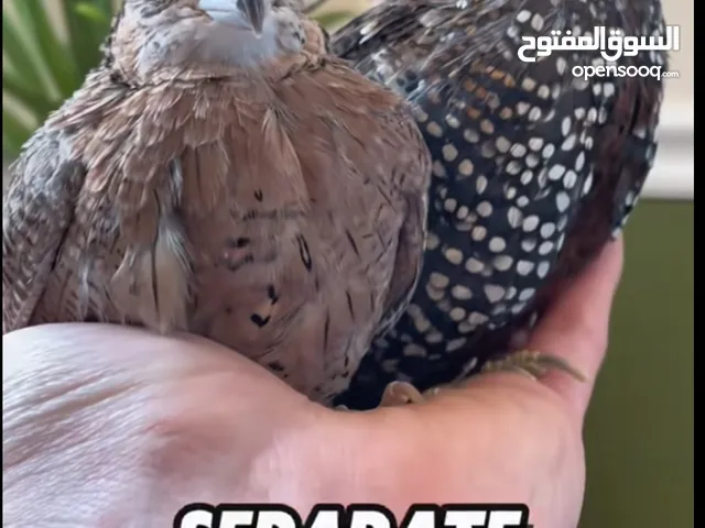 مطلوب جاج نوع Montezuma Quail