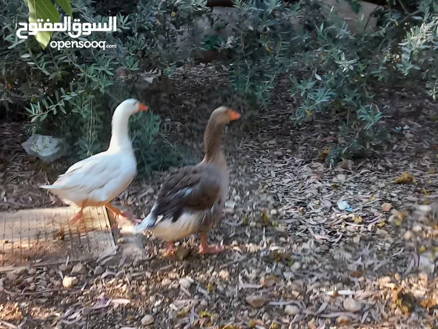 وز للبيع نوعين