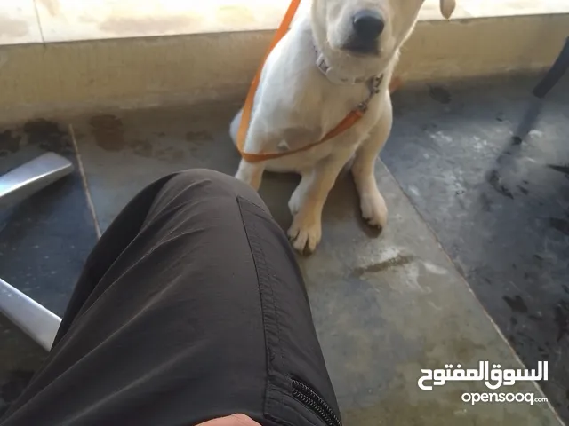 ابرادور عمره ثلاثه اشهر للبيع