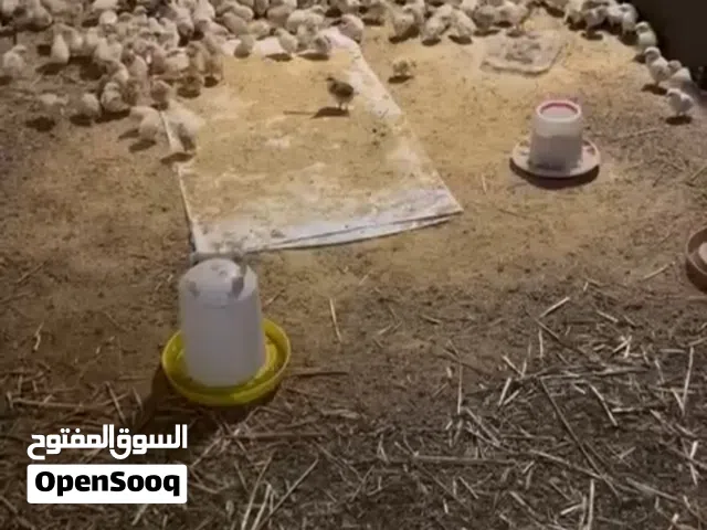 صوص دجاج بلدي