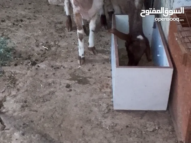 عمان جاوا عبرتين عمر ثمانيه اشهر