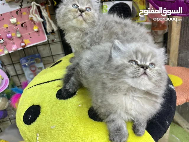 هملايا لينكس بيور لعب ربانية جرعات السعادة بعروض خيالية لمدة 24 ساعة تابع الوصف