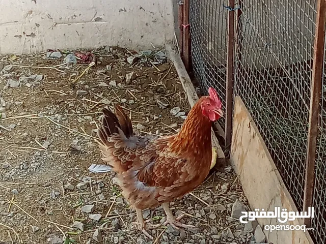 المشروع بيع الدجاج العماني والخارجي المتواجد في مزرعتنا