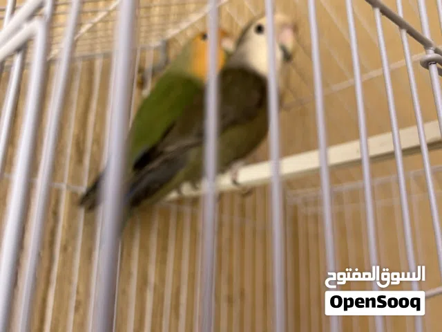 السلام عليكم ورحمة الله وبركاته