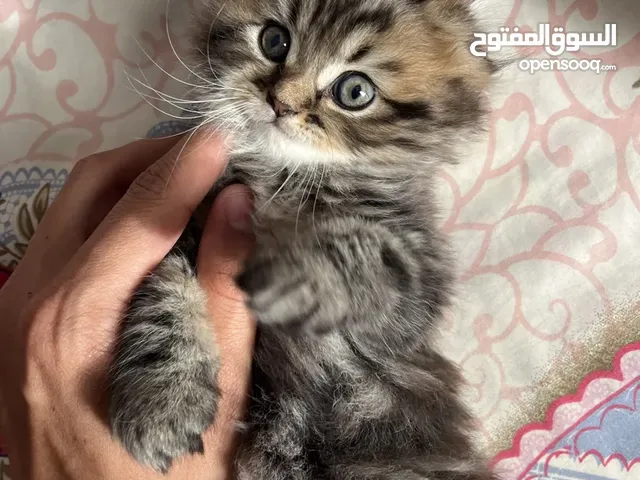 قطتين سكوتش فولد مكس هملايا عمر 45 يوم