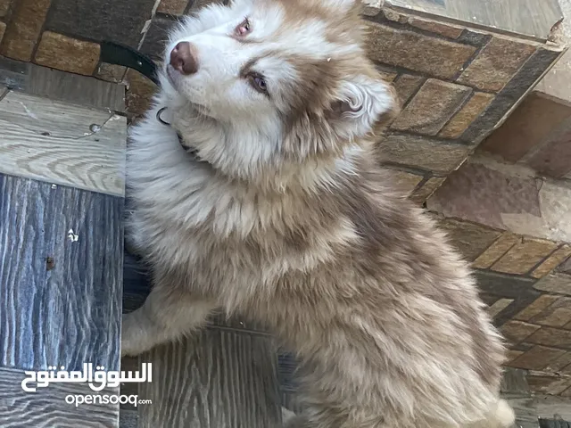 هاسكي بيور