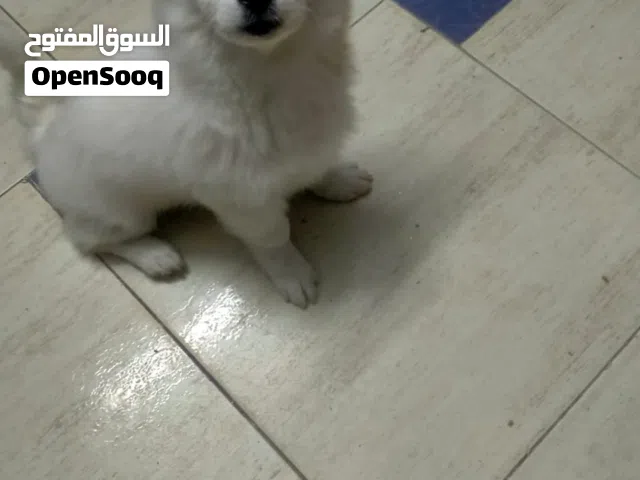 كلب لولو فوكس 4شهور