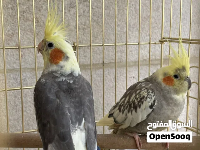 مع أو بدون قفصهم عصافيرcockatiel