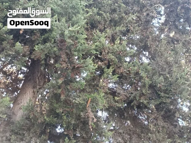 ثمار شجرة السرو  تستعمل للتزيين وتستعمل لدى الطب العشبي  والعطور