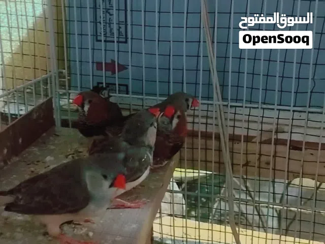 زوجين جامبو زوجين عادي فناجس زوجين رينبو زوج هاجرمو