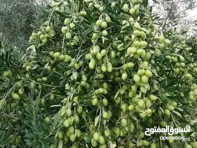 مشاتل السهل الأخضر الزراعية تنسيق حدائق ومزارع