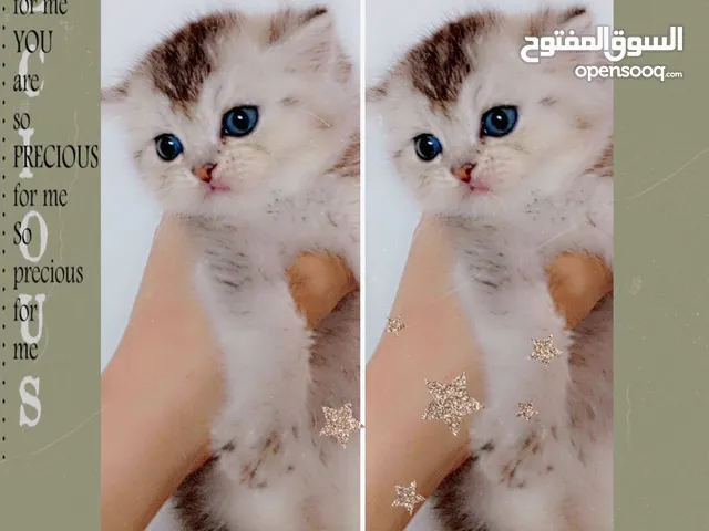 بسم الله ماشاءالله تبارك الرحمن كتنز سكوتش ستريت للبيع