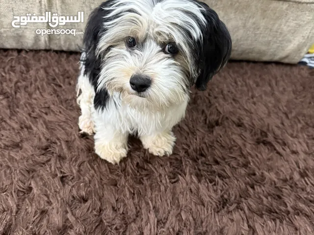 كلب مالتيز للبيع