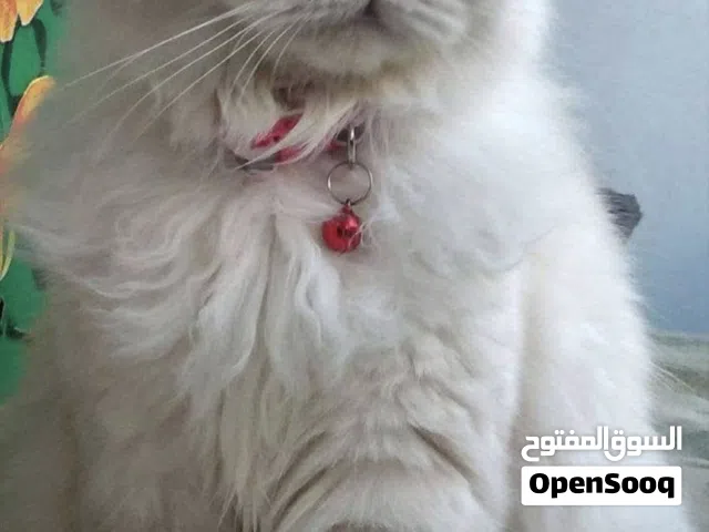 قطة للتبني
