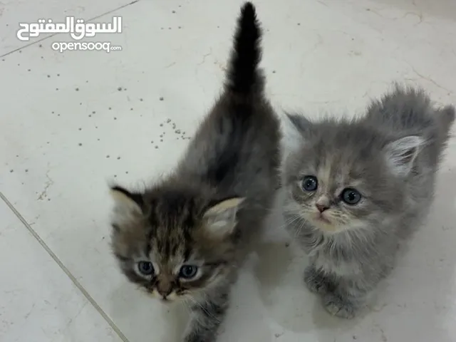 شيرازي العمر شهر ونص