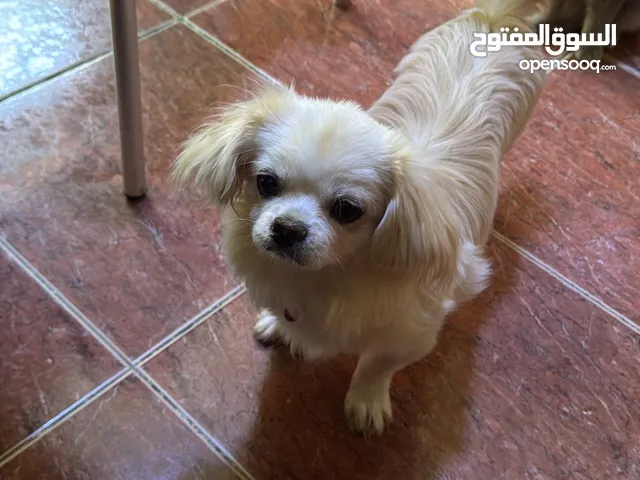 انثى ناعمه ولعوبه جدا عمرها 5شهور مطعمه وماخده حبة الدود