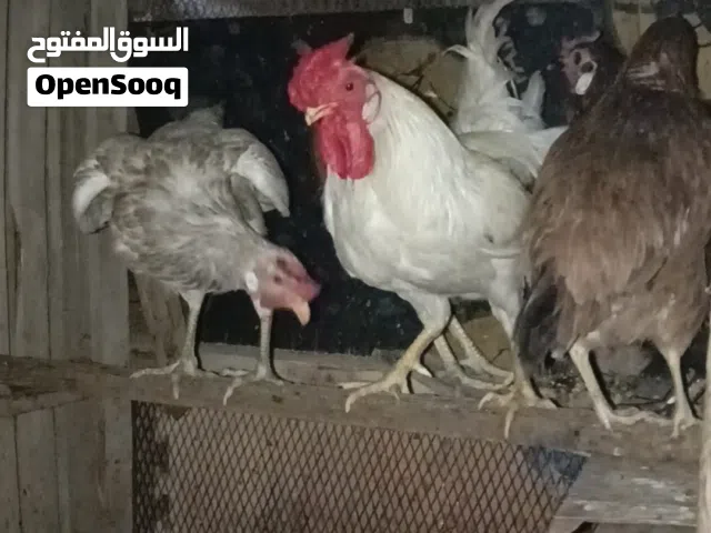 دجاجه وديج عربي للبيع