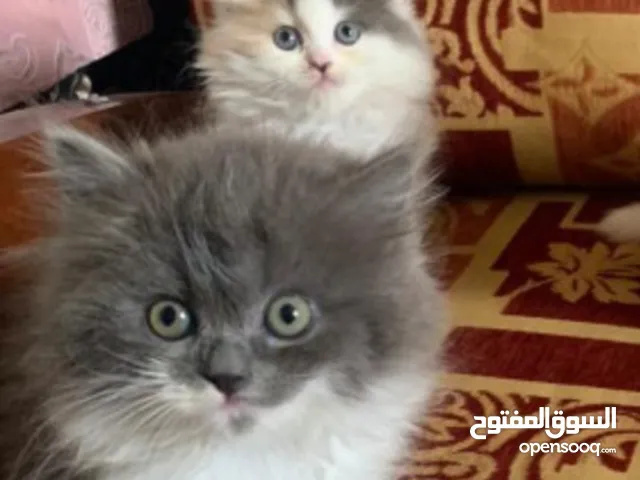 للبيع قطط شيرازي جميلة كيتن