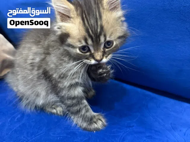 قطة شيرازي للتبني المؤقت / لظروف السفر