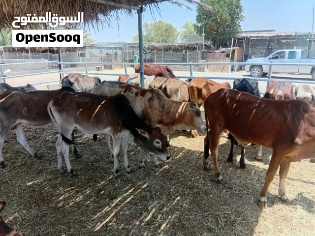 ابقار اثيوبي للبيع