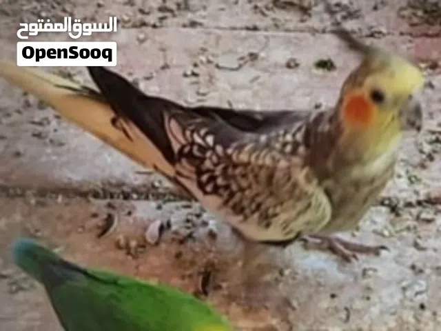 أنثئ كوكتيل جاهزة أقر الوصف