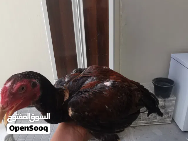 للبيع ديج جاهز حق التدريب نوع تركي  وقرقور   معة الديج