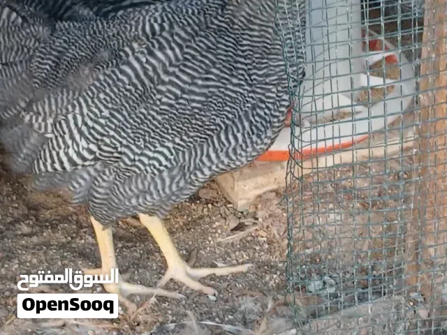 فراريج بلايموث روك عمر 4 شهر و في 3 شهر و نوص