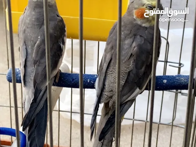 طيور الكوكتيل
