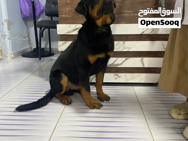 كلب روت وايلر