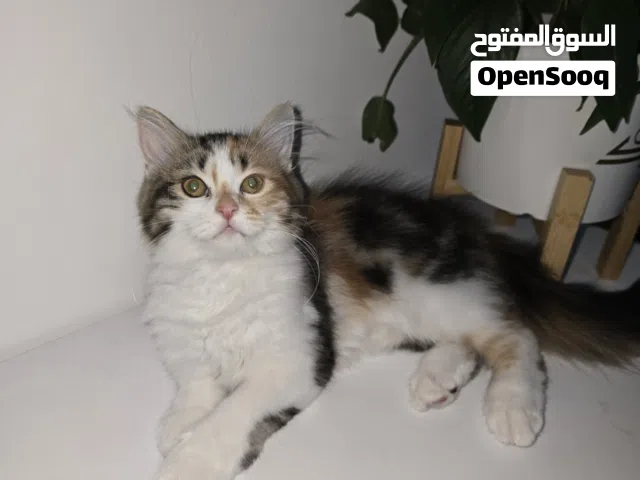 قطة أنثى سكوتش و شيرازي مكس 3اشهر