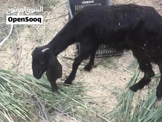 سلام عليكم شباب صخلة شامية