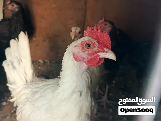 5 ديوك للبيع