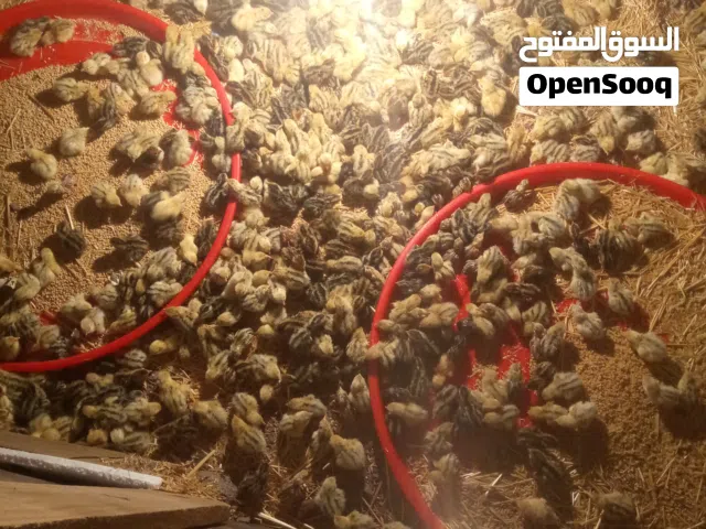 سمان للبيع العمرشهرالكمية محدودة 4حبات