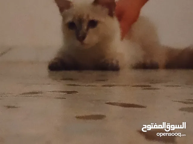 قطة سيامي عمر 4 اشهر