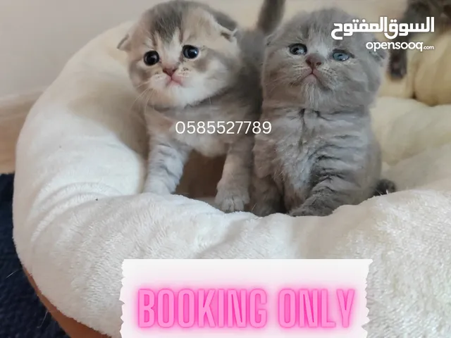 Amazing kittens available in Dubai by European breeder