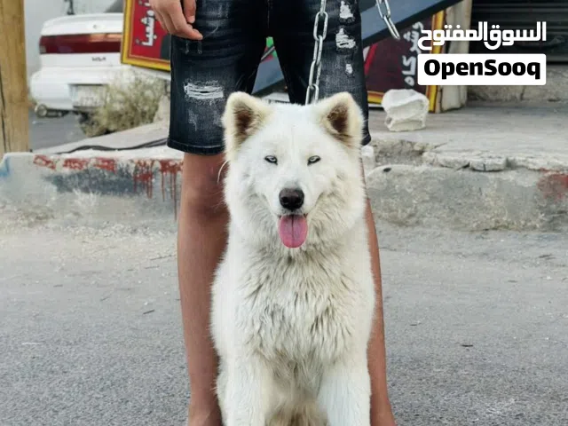 انثا هاسكي منتجه عيون كريستال  للبيع او للبدل