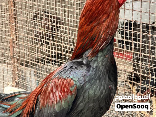 للبيع مجموعة دجادج باكستاني او للبدل بحمام قلابي او ببغاوات