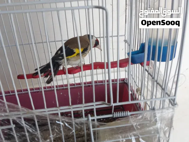 ذكر حسون كسارة تغريد قابل للبدل