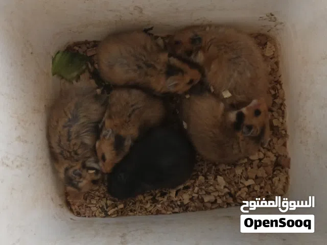 6حبات هامستر للبيع الوان مميزه
