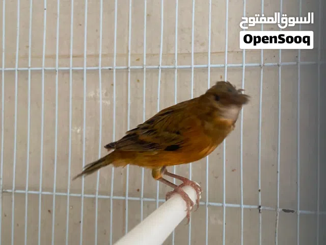 ذكر كناري بادي يغرد