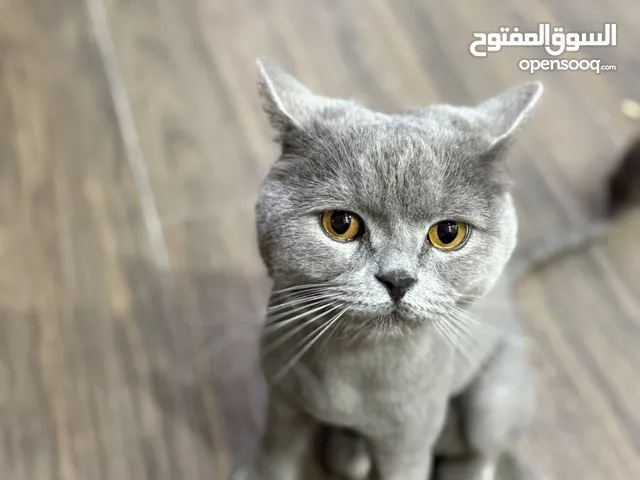 قط نوعه سكوتيش ستريت للبيع معقم القط بيحب يلعب عمرو سنتين