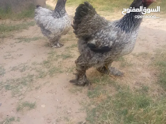 للبيع بيض براهما.